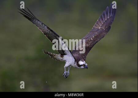 Osprey adulto in volo, Visarend adulto in vlucht Foto Stock