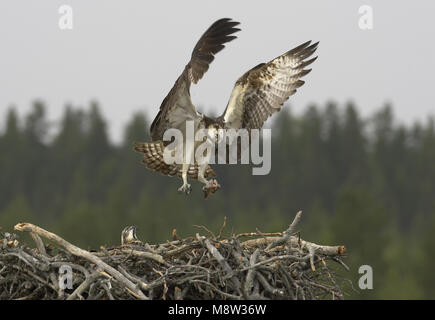 Osprey adulto lo sbarco sul suo nido; Visarend volwassen landend op zijn nest Foto Stock