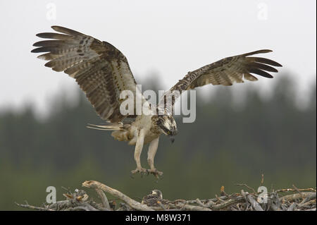 Osprey adulto lo sbarco sul suo nido; Visarend volwassen landend op zijn nest Foto Stock