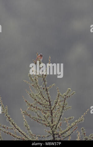 Pine Bunting maschio adulto appollaiato; Witkopgors volwassen man zittend Foto Stock