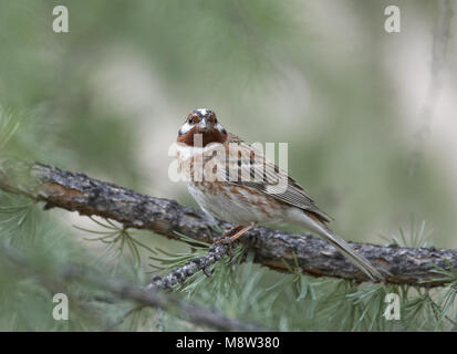 Pine Bunting maschio adulto appollaiato; Witkopgors volwassen man zittend Foto Stock