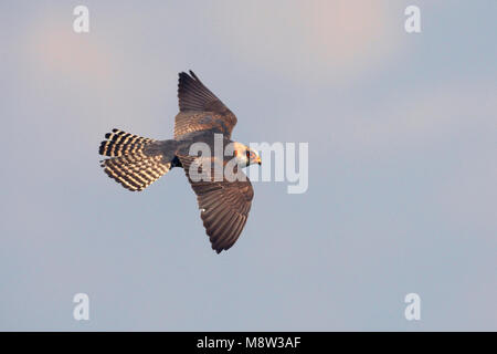 Roodpootvalk, Red-Footed Falcon, Falco vespertinus Foto Stock