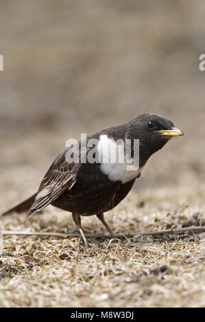 Anello maschio Ouzel in piedi sul suolo; Beflijster uomo staand op de grond Foto Stock