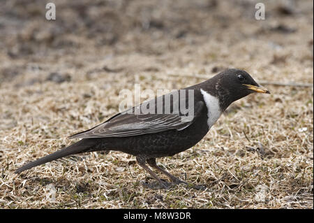 Anello maschio Ouzel in piedi sul suolo; Beflijster uomo staand op de grond Foto Stock