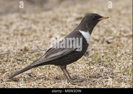 Anello maschio Ouzel in piedi sul suolo; Beflijster uomo staand op de grond Foto Stock