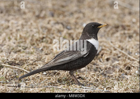 Anello maschio Ouzel in piedi sul suolo; Beflijster uomo staand op de grond Foto Stock