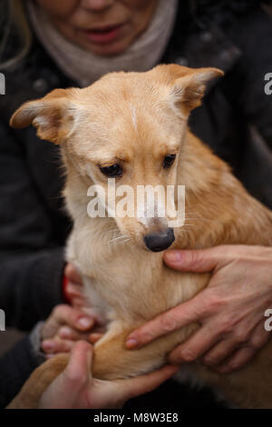 Una femmina di veterinario aiuta un cane randagio. La guida per i senzatetto animali. Sfortunato gli animali hanno bisogno di aiuto. Foto Stock