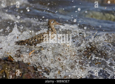 Ruff in piedi al surf; Kemphaan staand in de branding Foto Stock