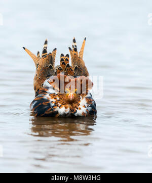 Uomo Volwassen Kemphaan; maschio adulto Ruff (Philomachus pugnax) Foto Stock