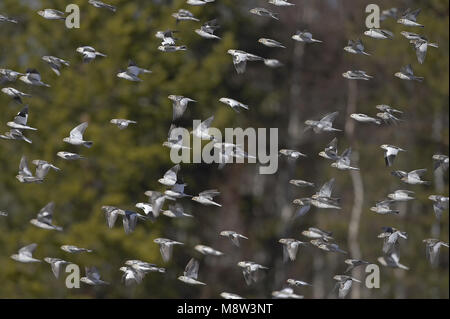 Snow Bunting gruppo battenti; Sneeuwgors groep vliegend Foto Stock