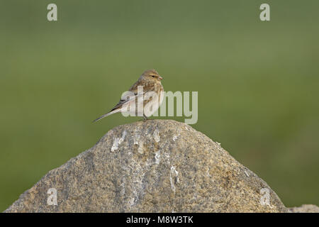 Twite appollaiato sulla roccia, Frater zittend op marcisce Foto Stock