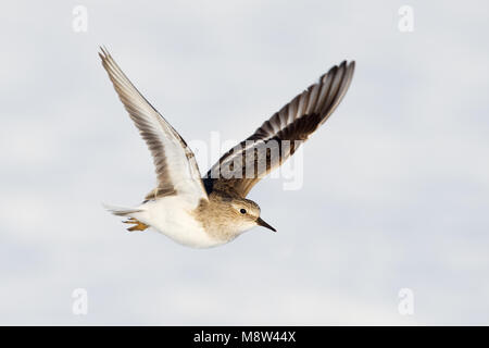 Temmincks Strandloper, Temminck's stint Foto Stock