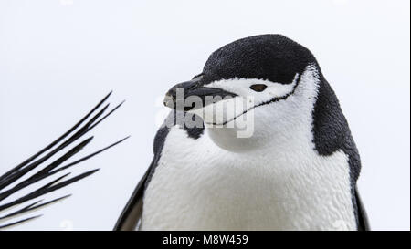 Pinguini Chinstrap, Keelbandpinguin, Pygoscelis antarcticus Foto Stock