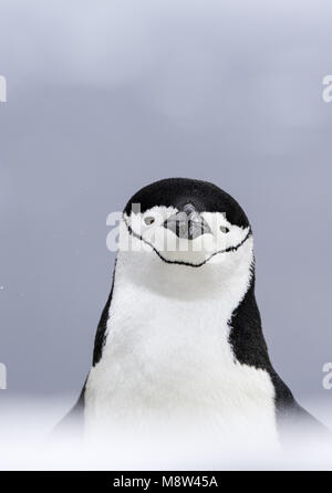 Pinguini Chinstrap, Keelbandpinguin, Pygoscelis antarcticus Foto Stock