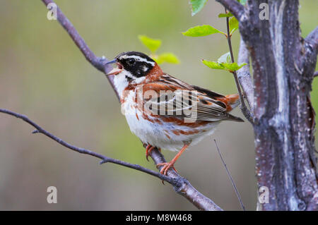 Mannetje Zingend Bosgors; Canto rustico maschio Bunting, Kuusamo Finlandia Giugno 2009 Foto Stock