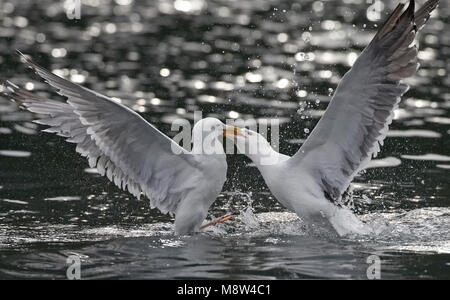 Grote Mantelmeeuw, maggiore nero-backed Gull, Larus marinus Foto Stock