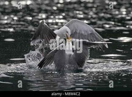 Grote Mantelmeeuw, maggiore nero-backed Gull, Larus marinus Foto Stock