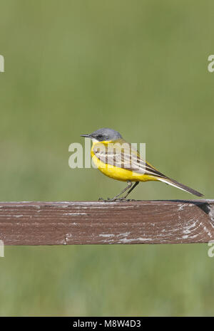 Noordse Gele Kwikstaart; a testa grigia Wagtail Foto Stock