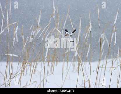 Sneeuwgors; Snow Bunting; Plectrophenax nivalis Foto Stock