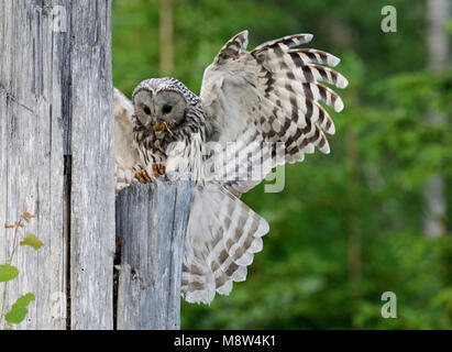 Oeraluil, allocco degli Urali Foto Stock