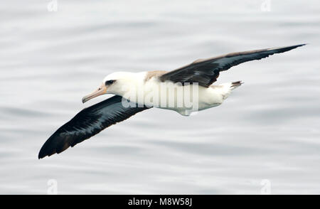 Laysanalbatros vliegend; Laysan Albatross battenti Foto Stock