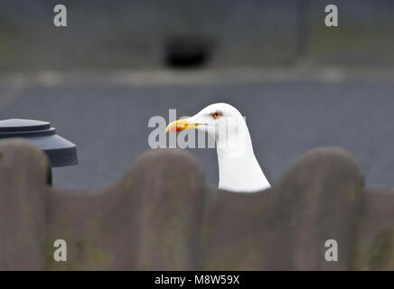 Kleine Mantelmeeuw in de stad; minor black-backed Gull nella città Foto Stock