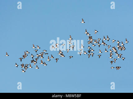 Kleine Alken vliegend boven pakijs; Little Auk's flying sopra ghiaccio pack Foto Stock