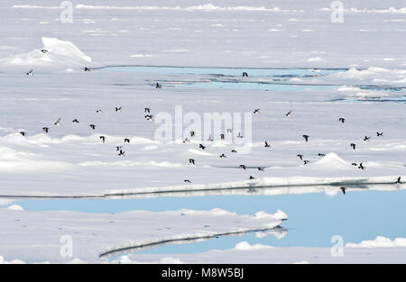 Kleine Alken vliegend boven pakijs; Little Auk's flying sopra la banchisa; Spitsbergen Foto Stock