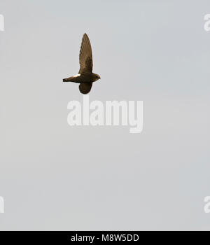 Huisgierzwaluw, poco Swift, Apus affinis Foto Stock