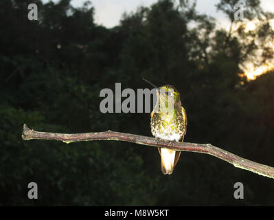 Bruinstaart-hoornkolibrie zittend in het donker; Buff-tailed Coronet arroccato al buio Foto Stock