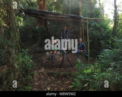 Fotografi e Albeiro (antpitta whisperer), Rio Blanco, Colombia Foto Stock