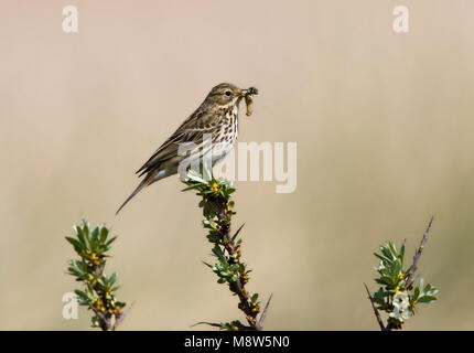 Graspieper incontrato paesi del continente; Meadow Pipit con il cibo Foto Stock