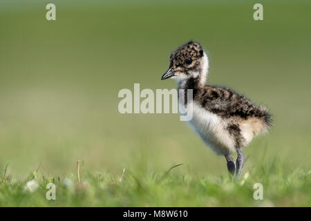 Kievit jong; Pavoncella giovani Foto Stock