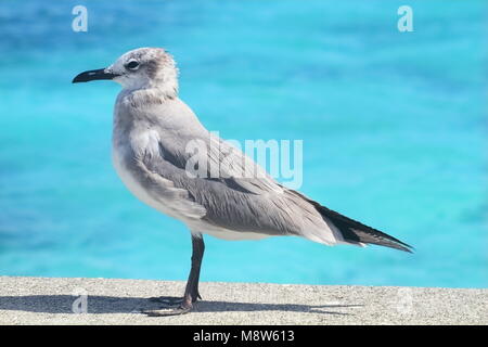 Ridendo gabbiano appollaiato su un molo di cemento fuori di una spiaggia di Nassau Bahamas Foto Stock