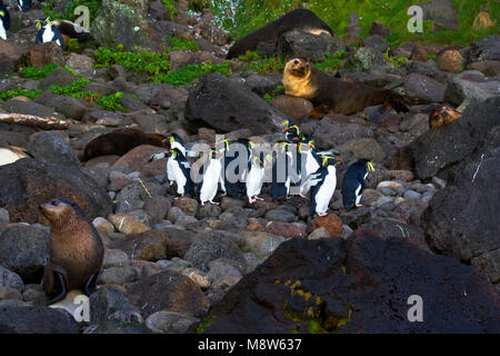 Noordelijke Rotsspringer, Nord pinguino saltaroccia, Eudyptes moseleyi Foto Stock