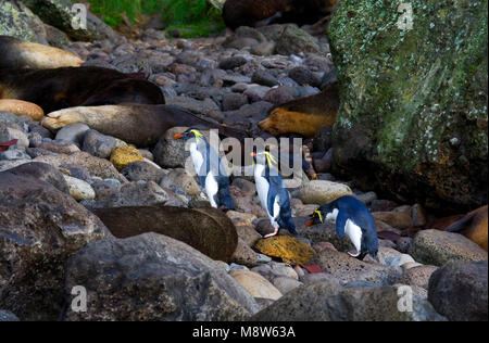 Noordelijke Rotsspringer; Nord pinguino saltaroccia; Eudyptes moseleyi Foto Stock