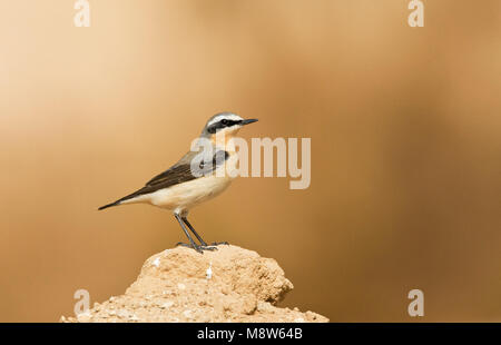 Tapuit, culbianco, Oenanthe oenanthe Foto Stock