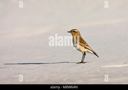 Tapuit; Culbianco; Oenanthe oenanthe Foto Stock