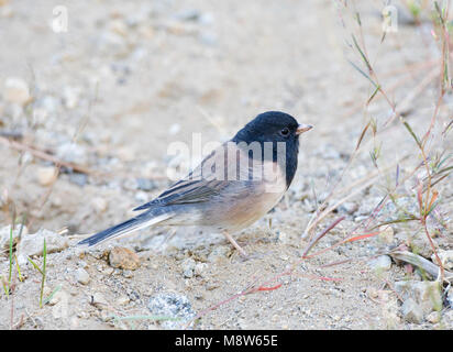 Grijze Junco, Oregon dark-eyed Junco Foto Stock