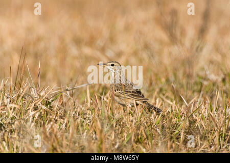 In Veldpieper veld; Paddyfield Pipit nel campo Foto Stock