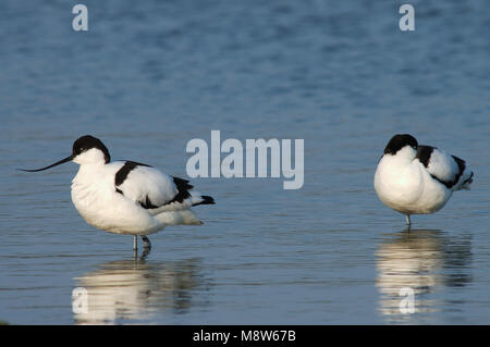 Pied Avocet coppia adagiata in piedi in acqua; Kluut paar rustend staand in het acqua Foto Stock