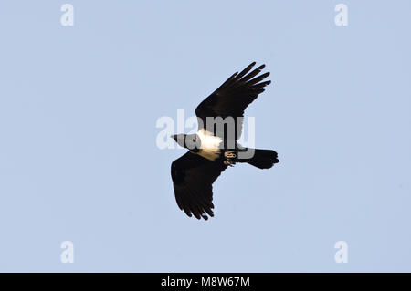 Schildraaf, Pied Crow Foto Stock