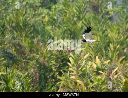 Adulto mannetje Bonte Kiekendief in de vlucht; maschio adulto Pied Harrier in volo Foto Stock