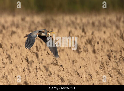 Airone rosso adulto volare al di sopra reed; Purperreiger volwassen vliegend boven riet Foto Stock