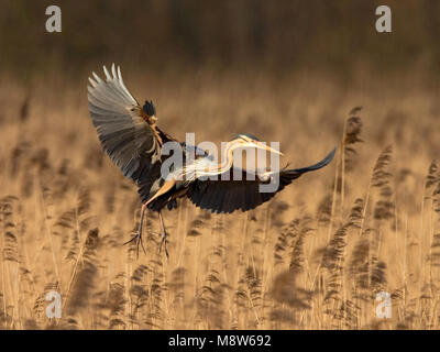 Airone rosso adulto volare al di sopra reed; Purperreiger adulto vliegend boven riet Foto Stock