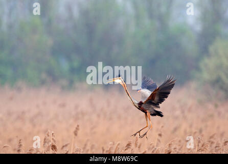 Purperreiger, Airone rosso, Ardea purpurea Foto Stock