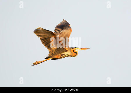 Purperreiger, Airone rosso, Ardea purpurea Foto Stock