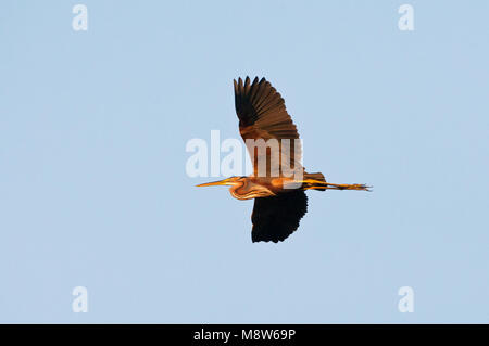 Purperreiger volwassen vliegend; Airone Rosso adulto battenti Foto Stock