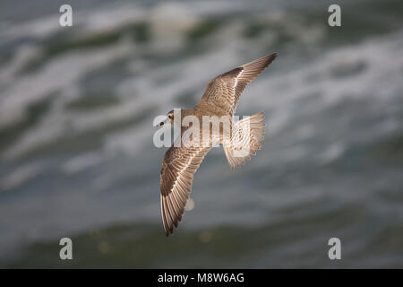 In Kanoet vlucht; Rosso Knot in volo Foto Stock