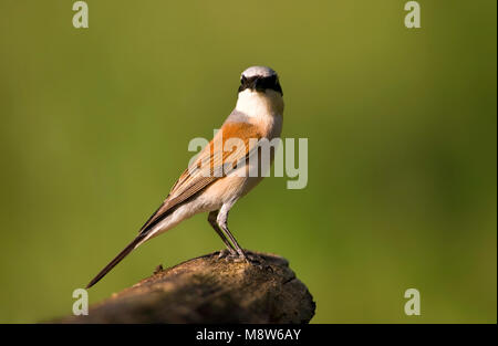 Grauwe Klauwier; rosso-backed Shrike; Lanius collurio Foto Stock